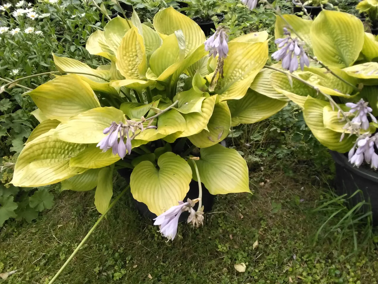Billede 4 - XL Hosta Sun and Substance I store 40L potter