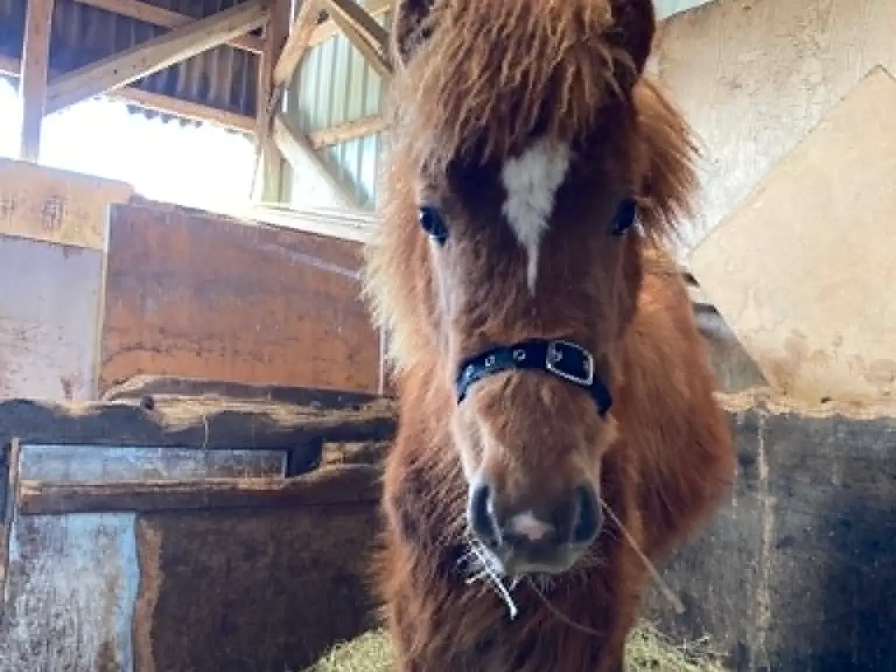 Billede 7 - Max - Hingst