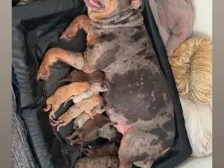 10 stk hvalpe (American bully xl)