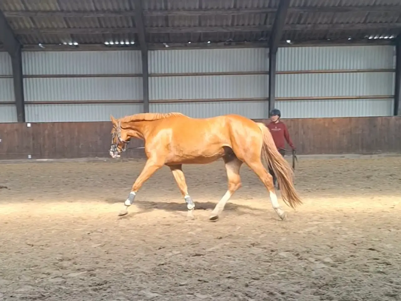 Billede 4 - Tilridning af Hest