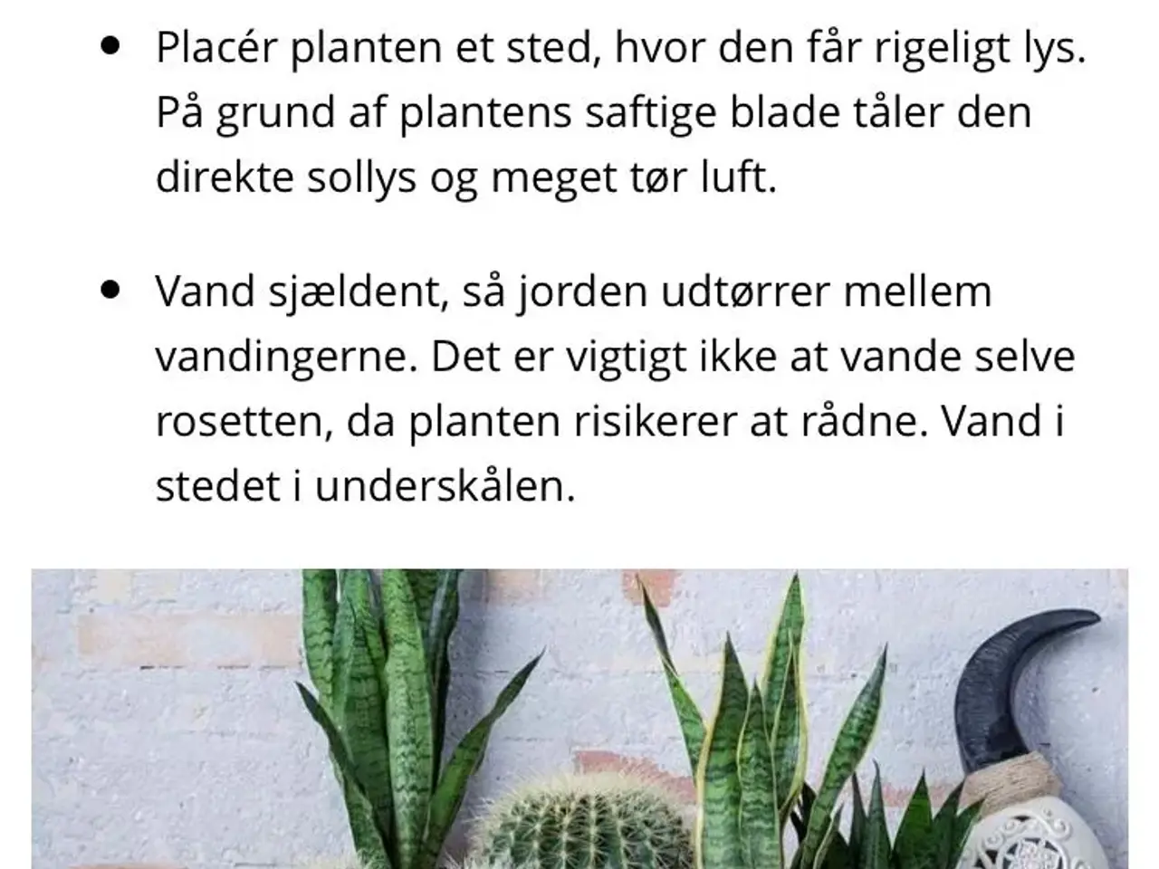 Billede 3 - Svigermors skarpe tunge