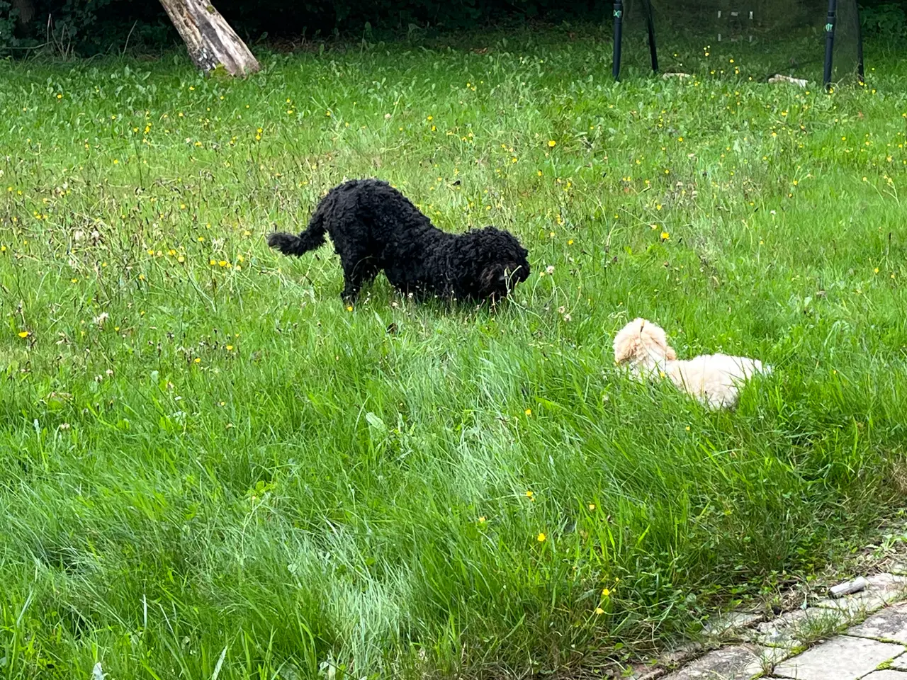 Billede 3 - Labradoodle hvalp 