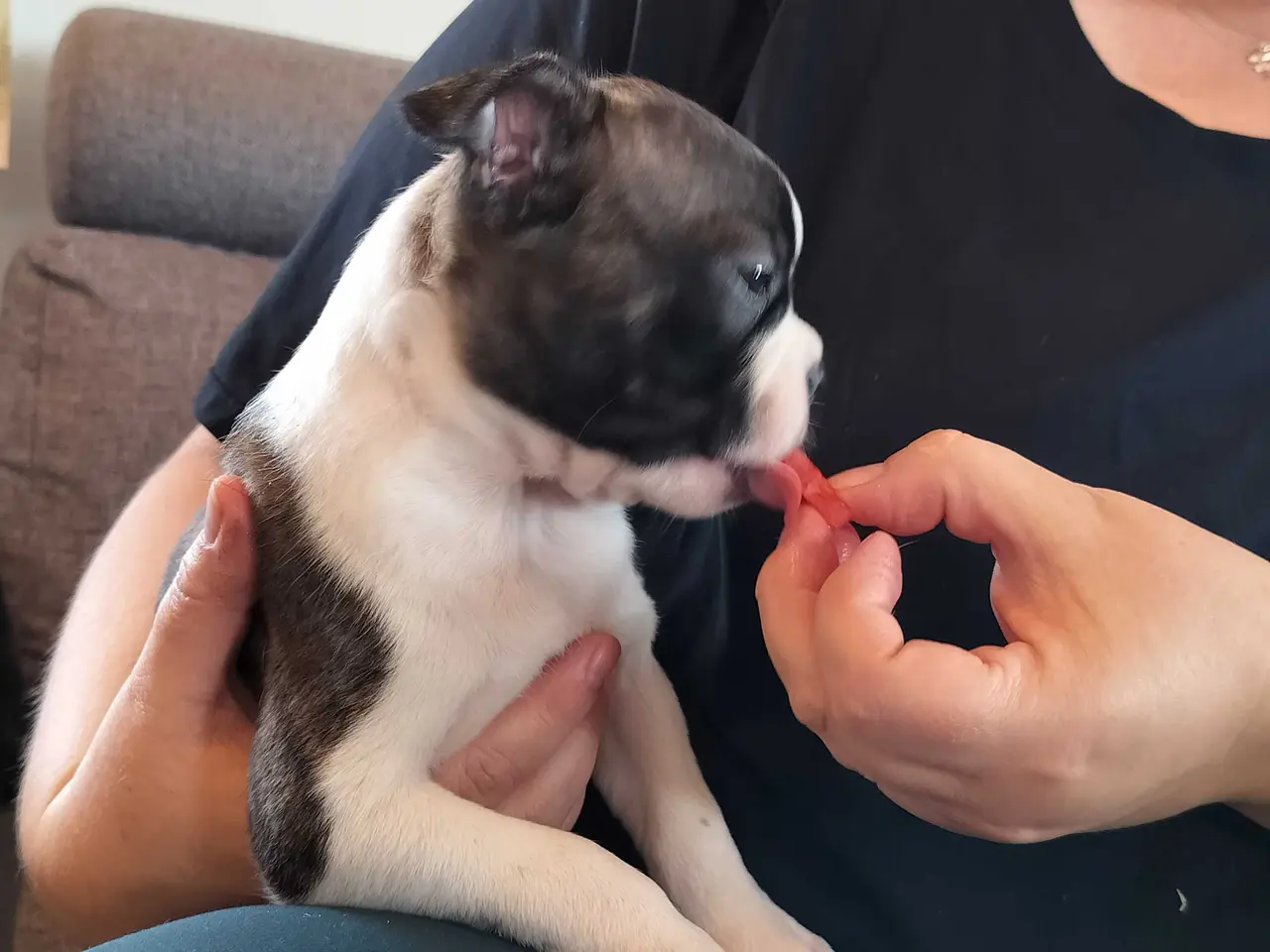 Billede 16 - Boston terrier