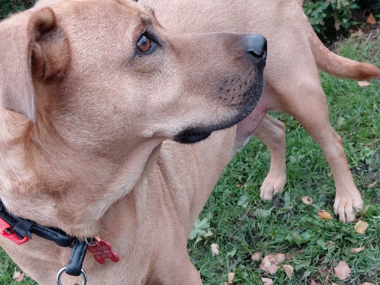 Billede 2 - Hund søger nyt hjem