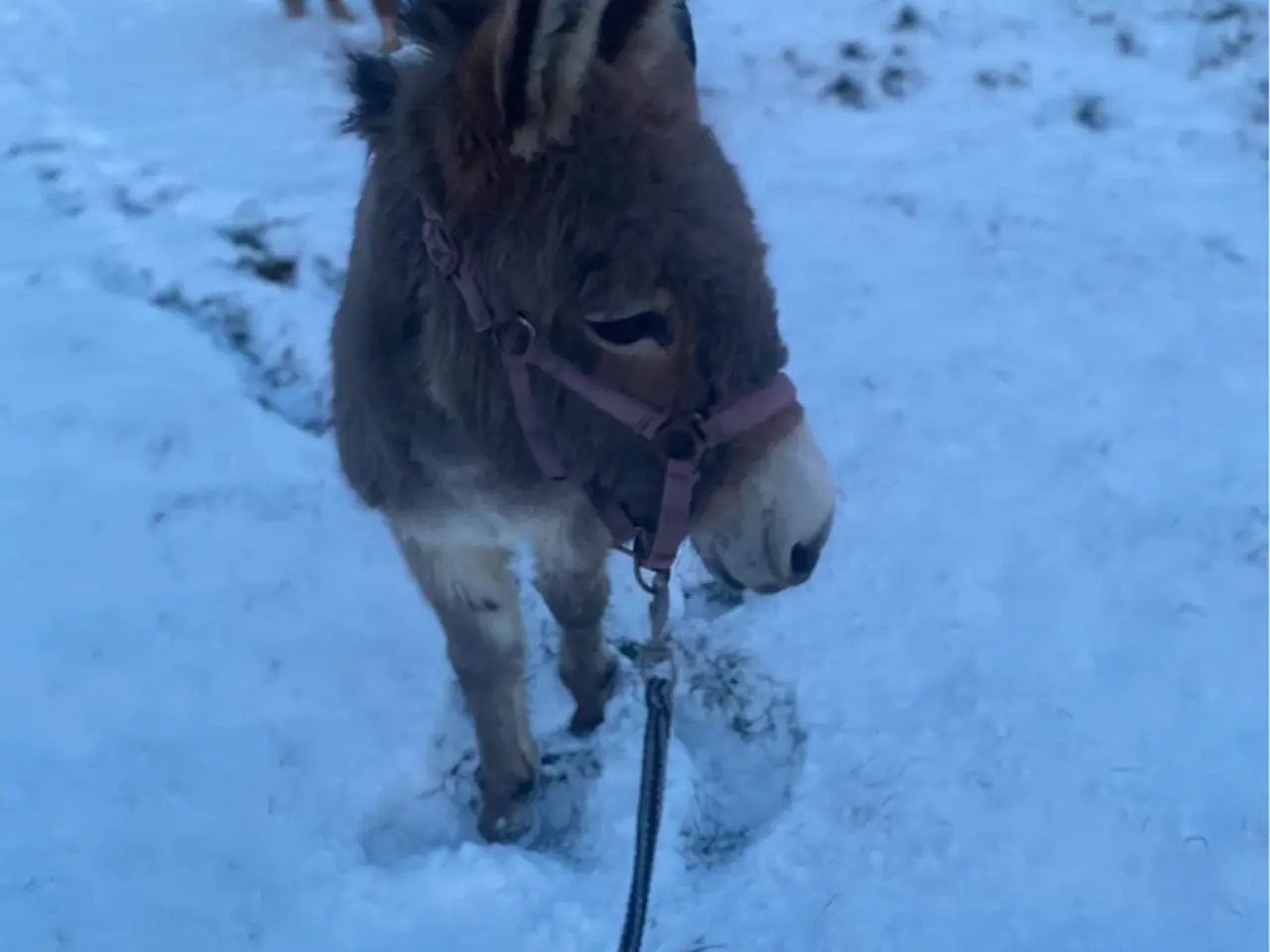Billede 1 - Æsel hingst købes