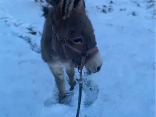 Æsel hingst købes