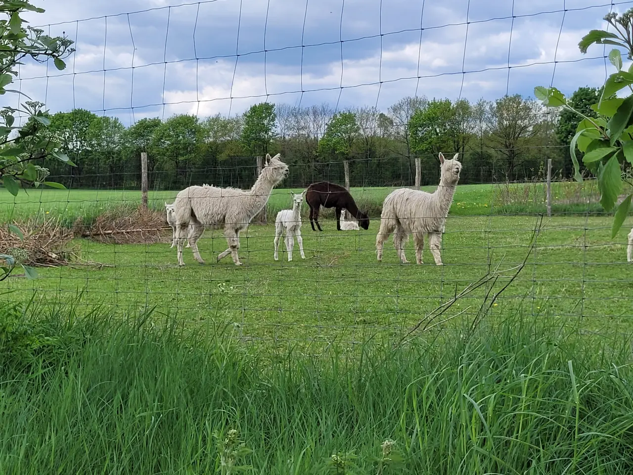 Billede 4 - Alpaca div. suri sælges