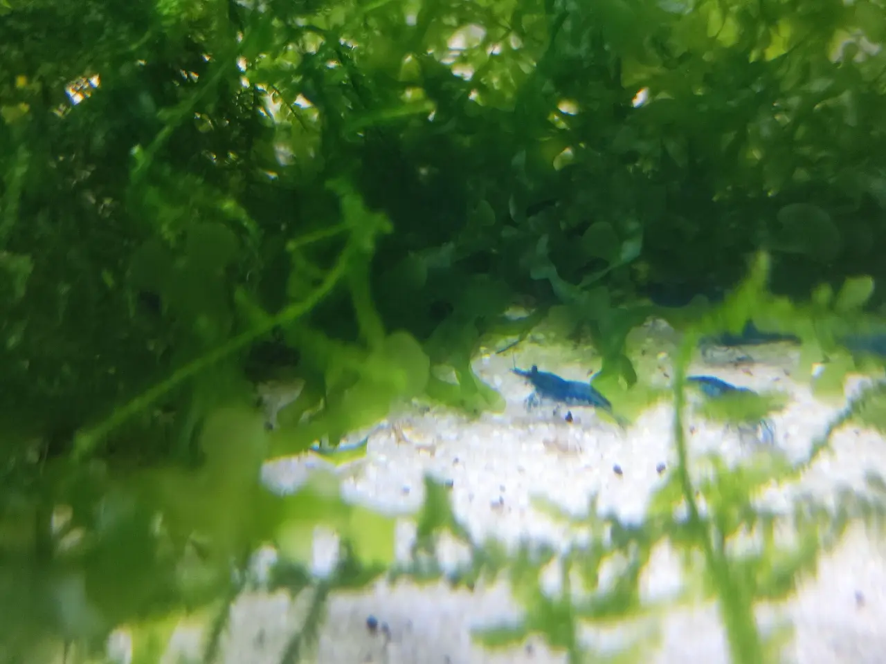 Billede 2 - Blue Dream Rejer 