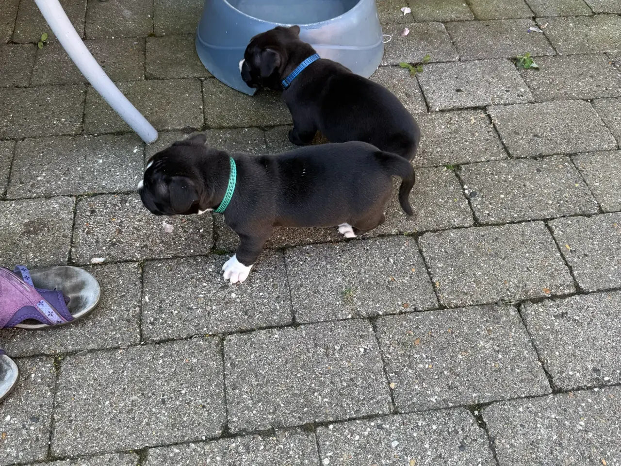 Billede 3 - Pocket Bully hvalpe