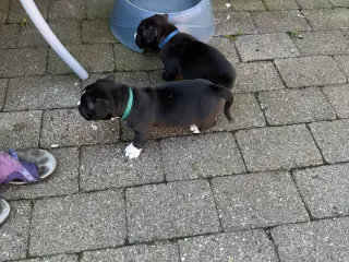 Pocket Bully hvalpe - 3