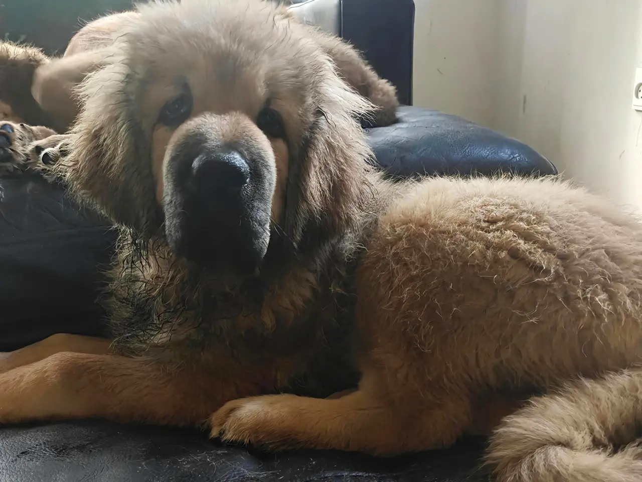 Billede 1 - Tibetansk Mastiff tæver 