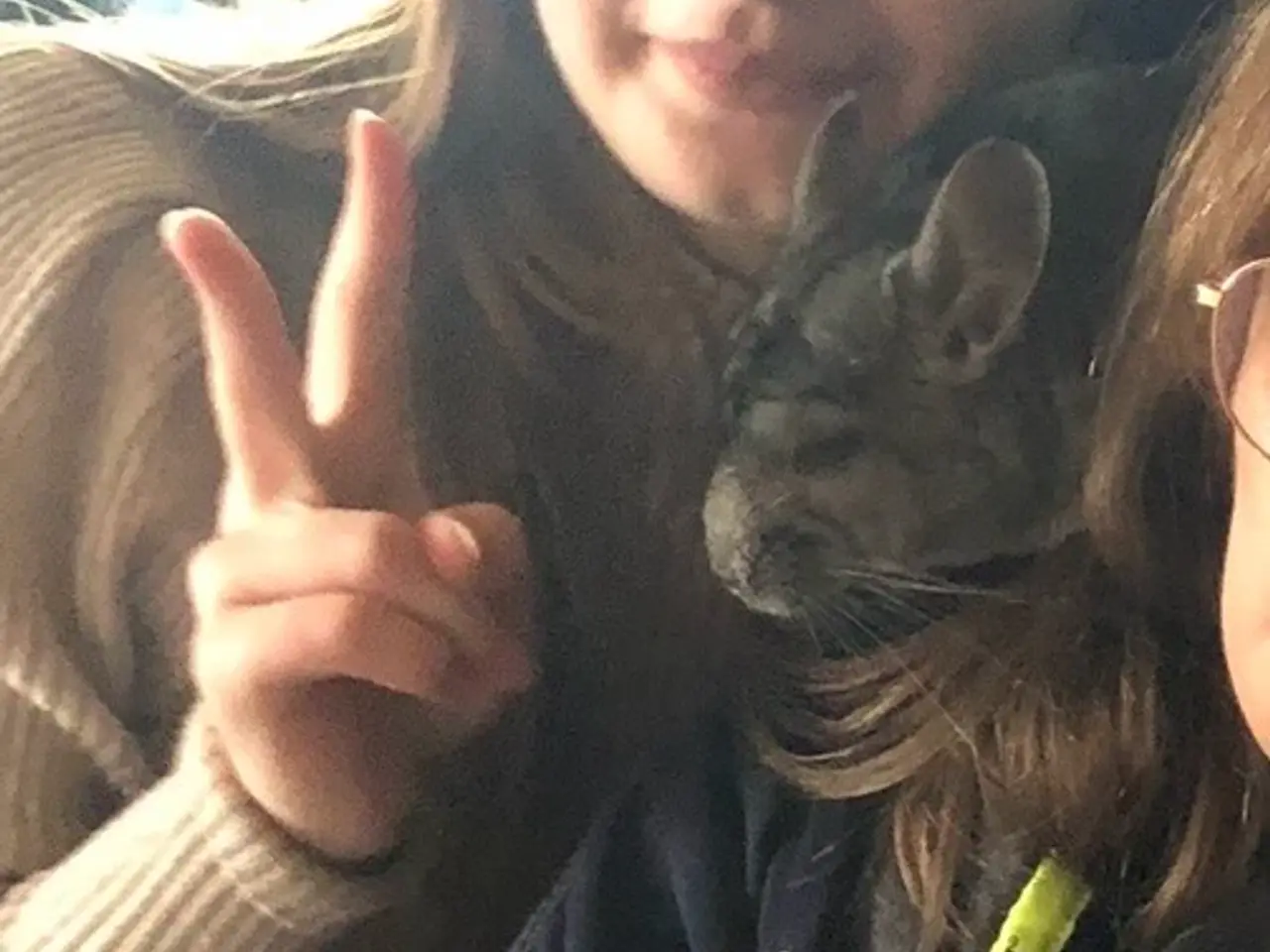 Billede 4 - Chinchilla søger nyt og blivende hjem