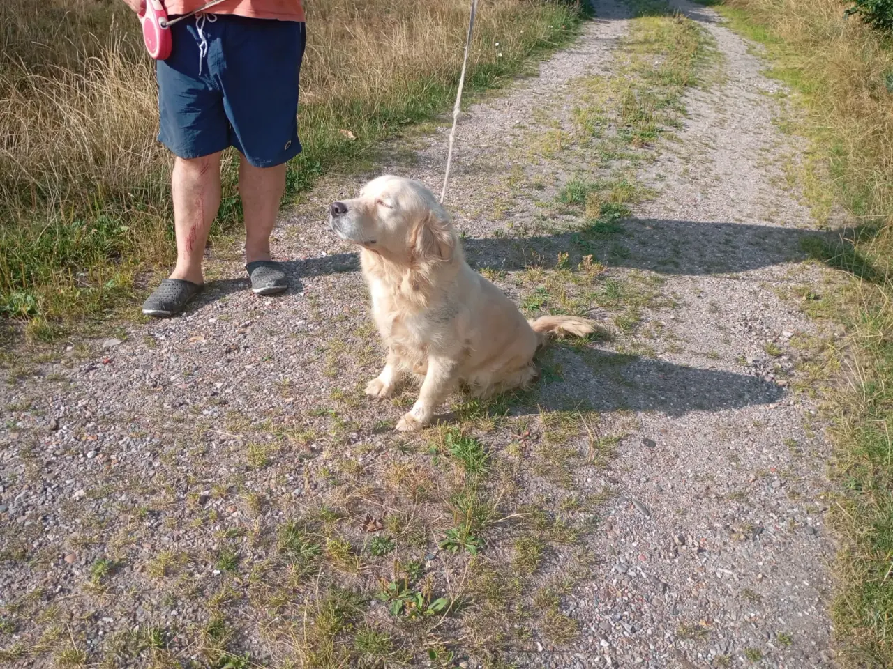 Billede 1 - Smuk golden retriever tæve