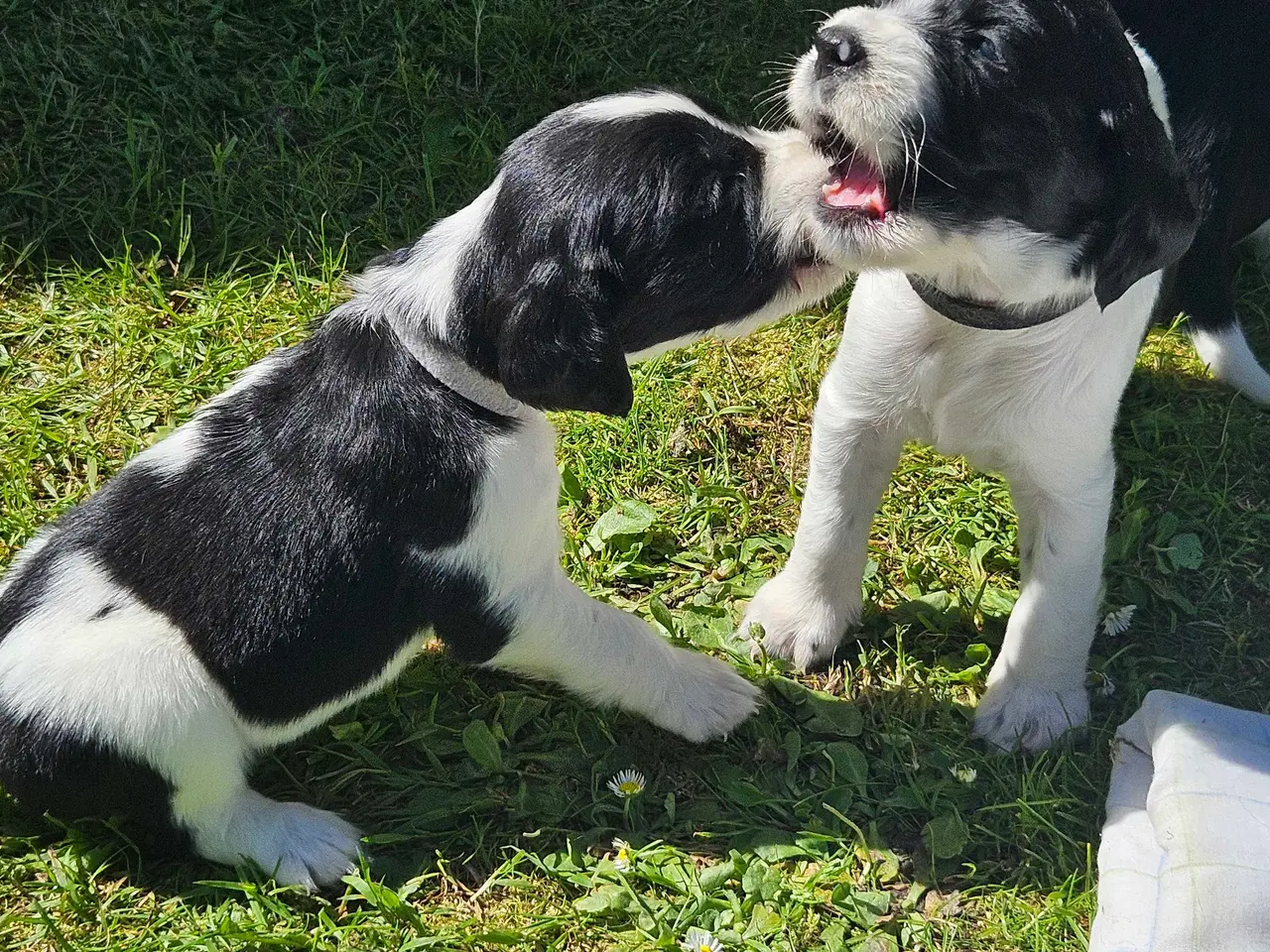 Billede 7 - Engelsk springer spaniel 