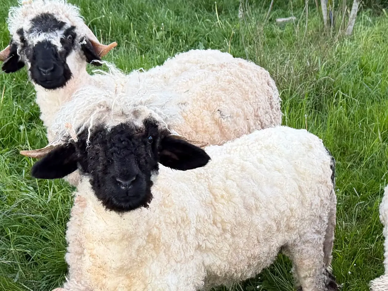 Billede 3 - Gimmer 7 mdr. Valais Blacknose
