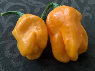 Habanero Dulce chili frø