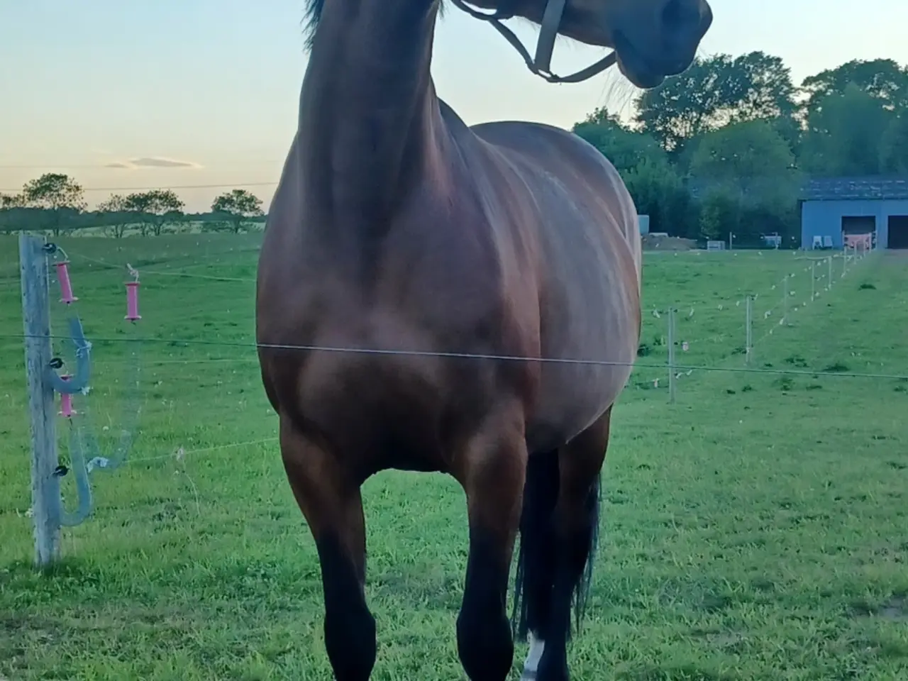 Billede 5 - Smuk trakehner hoppe