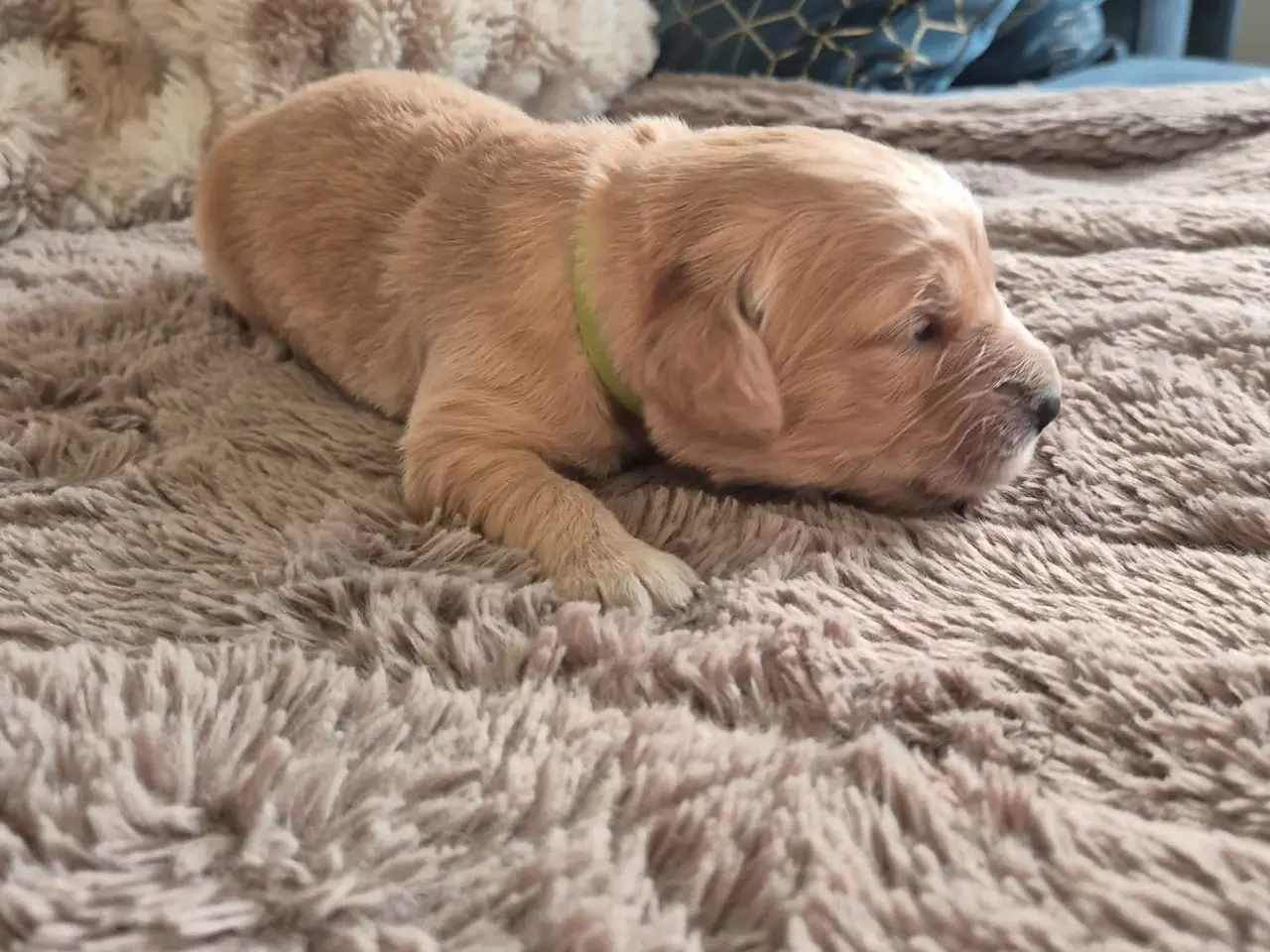 Billede 10 - 10 skønne Golden Retriever-hvalpe søger deres komm