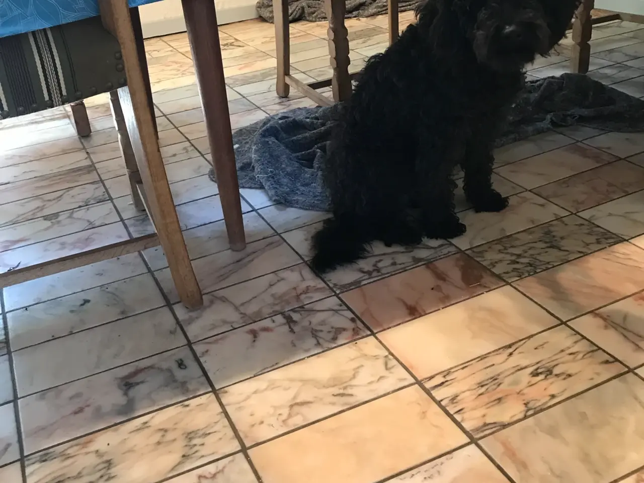 Billede 8 - Labradoodle hvalpe