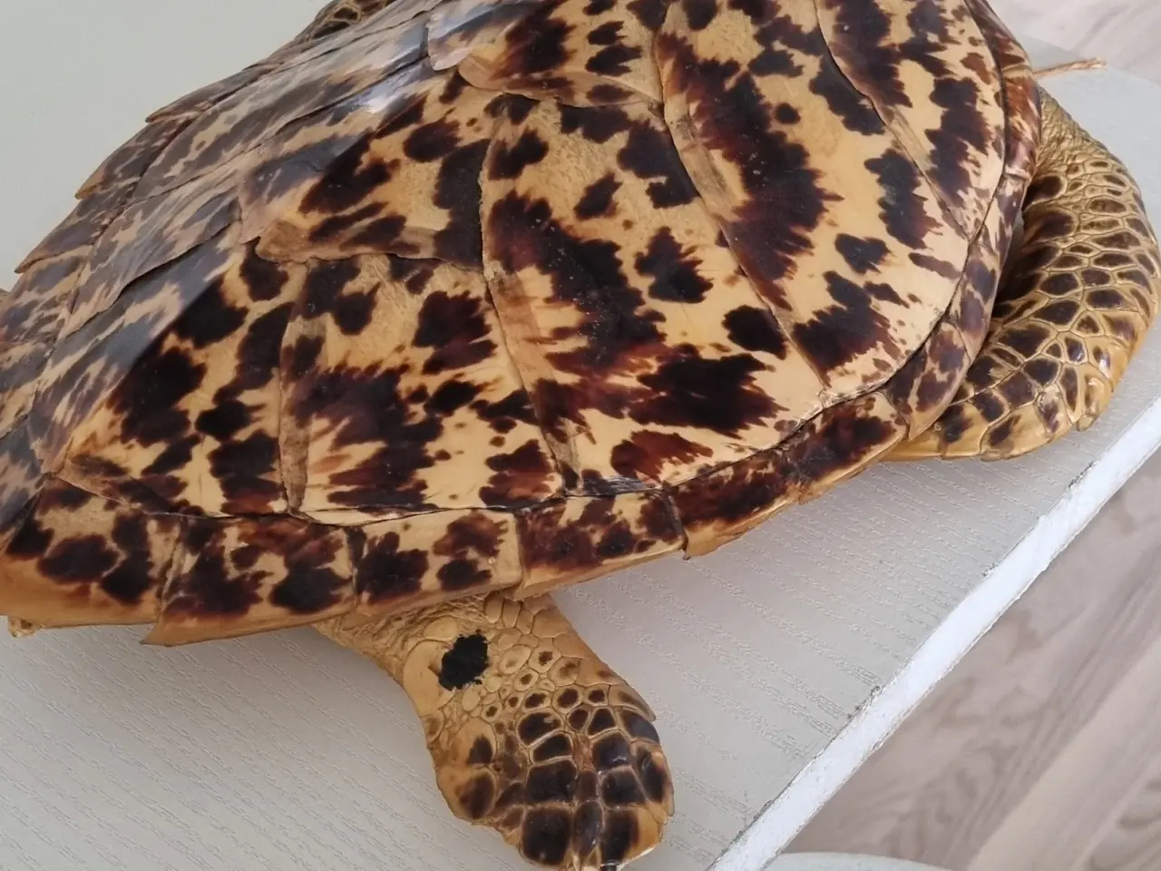 Billede 1 - udstoppet havskildpadder