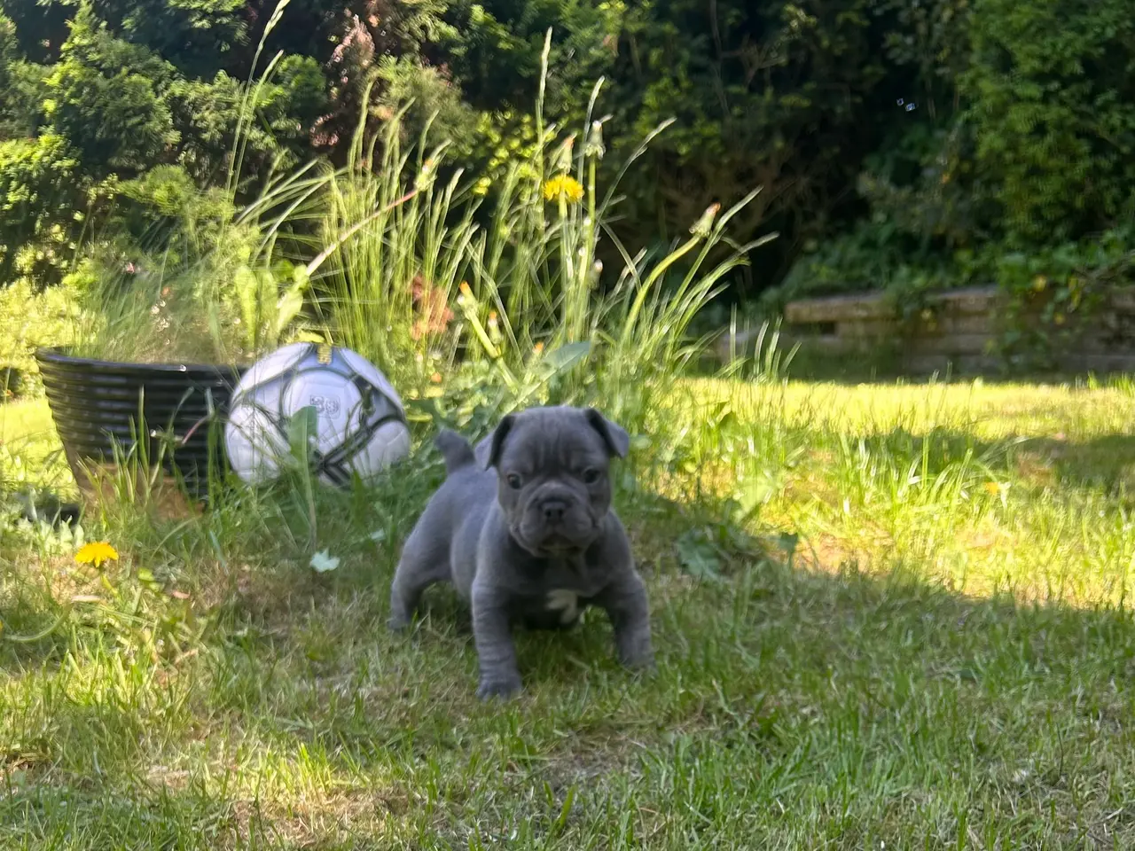 Billede 7 - Fransk bulldog blanding
