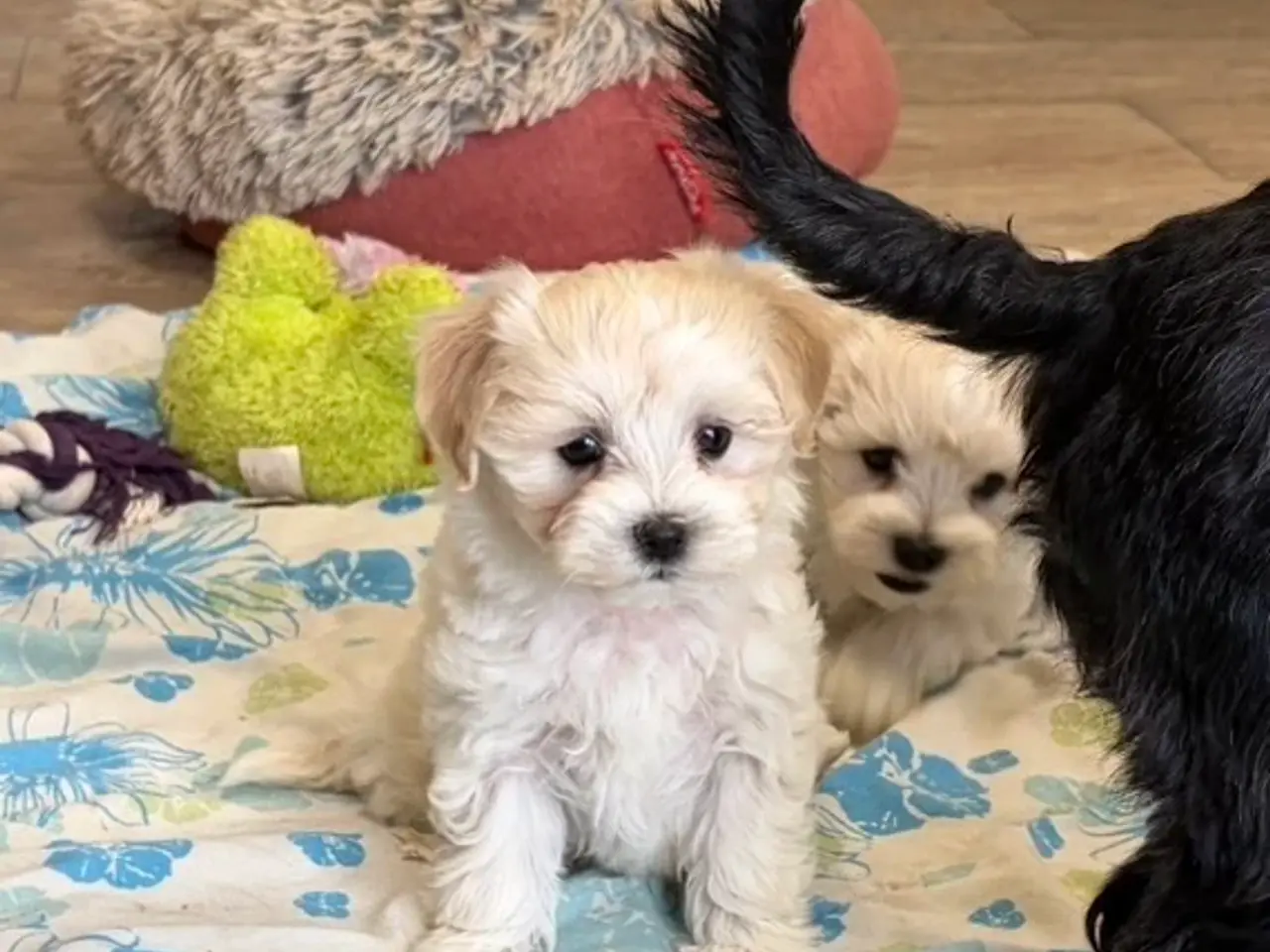 Billede 1 - Fine mini Maltipoo er rejse klar nu !