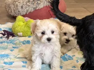 Fine mini Maltipoo babyer