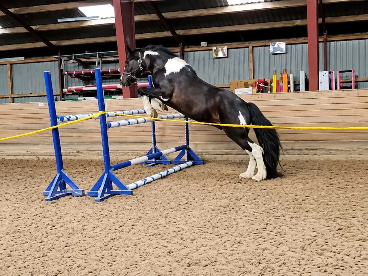 Billede 2 - Flot Barok/tinker vallak