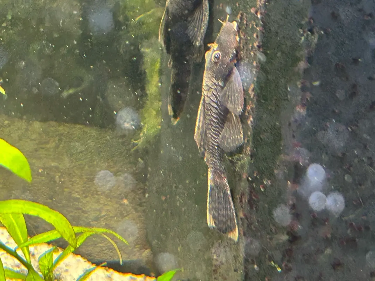 Billede 6 - 🐟 LDA16 Ancistrus maller – sunde og aktive