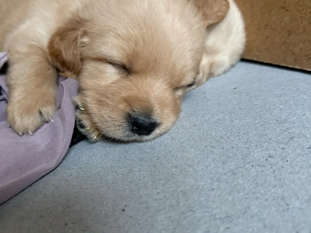Billede 2 - Golden Retriever-hvalpe