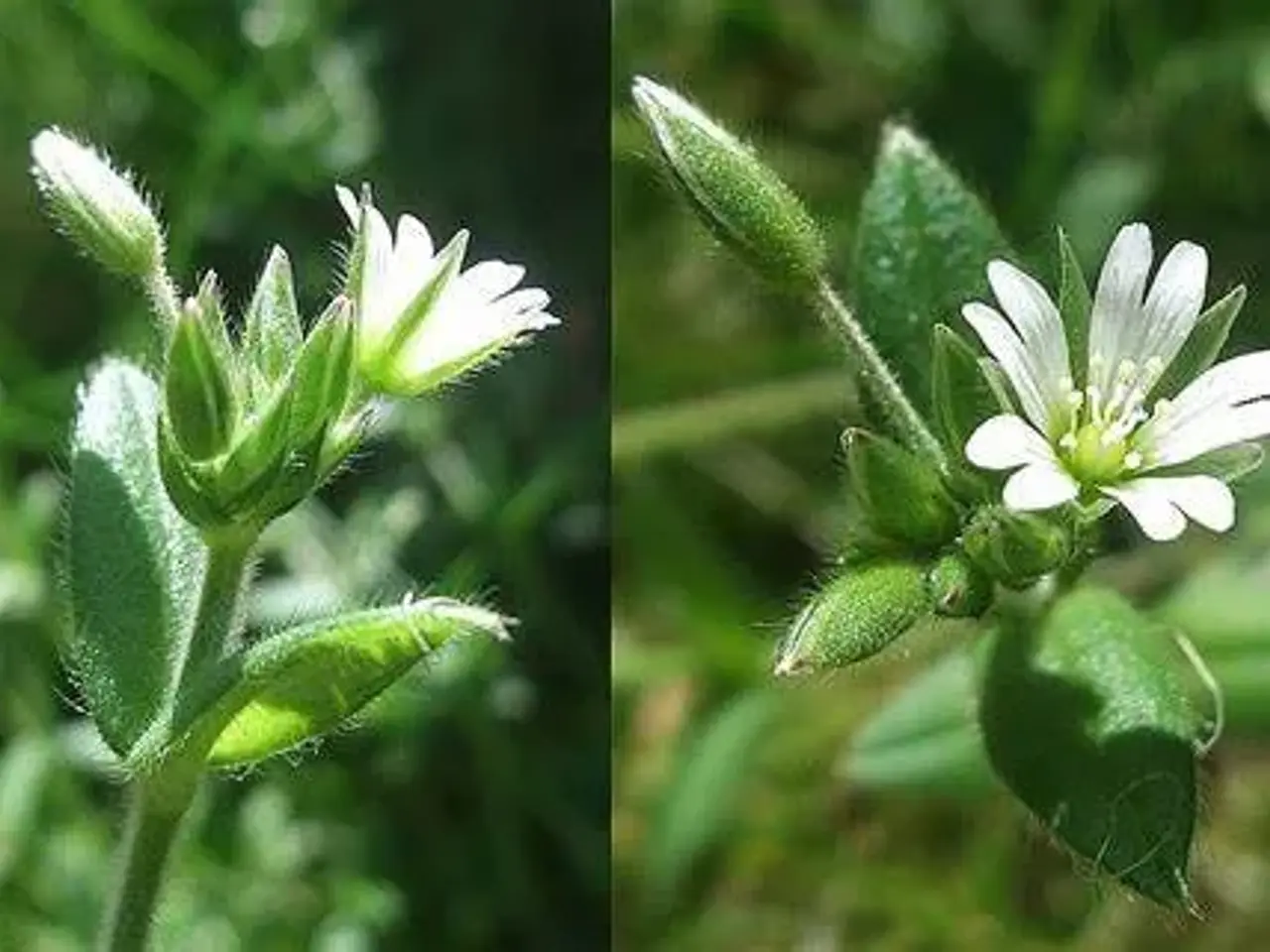 Billede 1 - Silverstone planter - tåler tørke