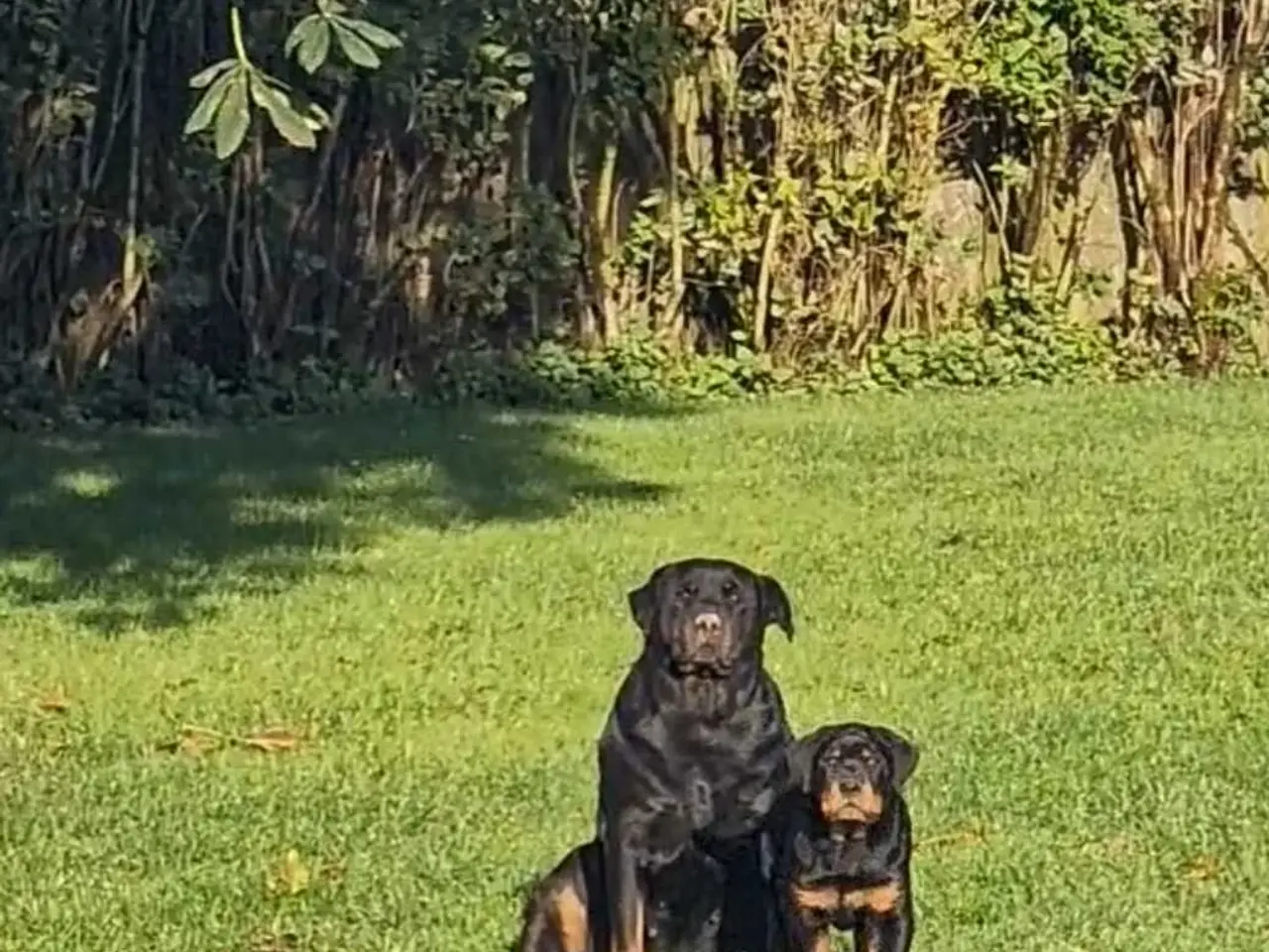 Billede 14 - Rottweiler han til avl