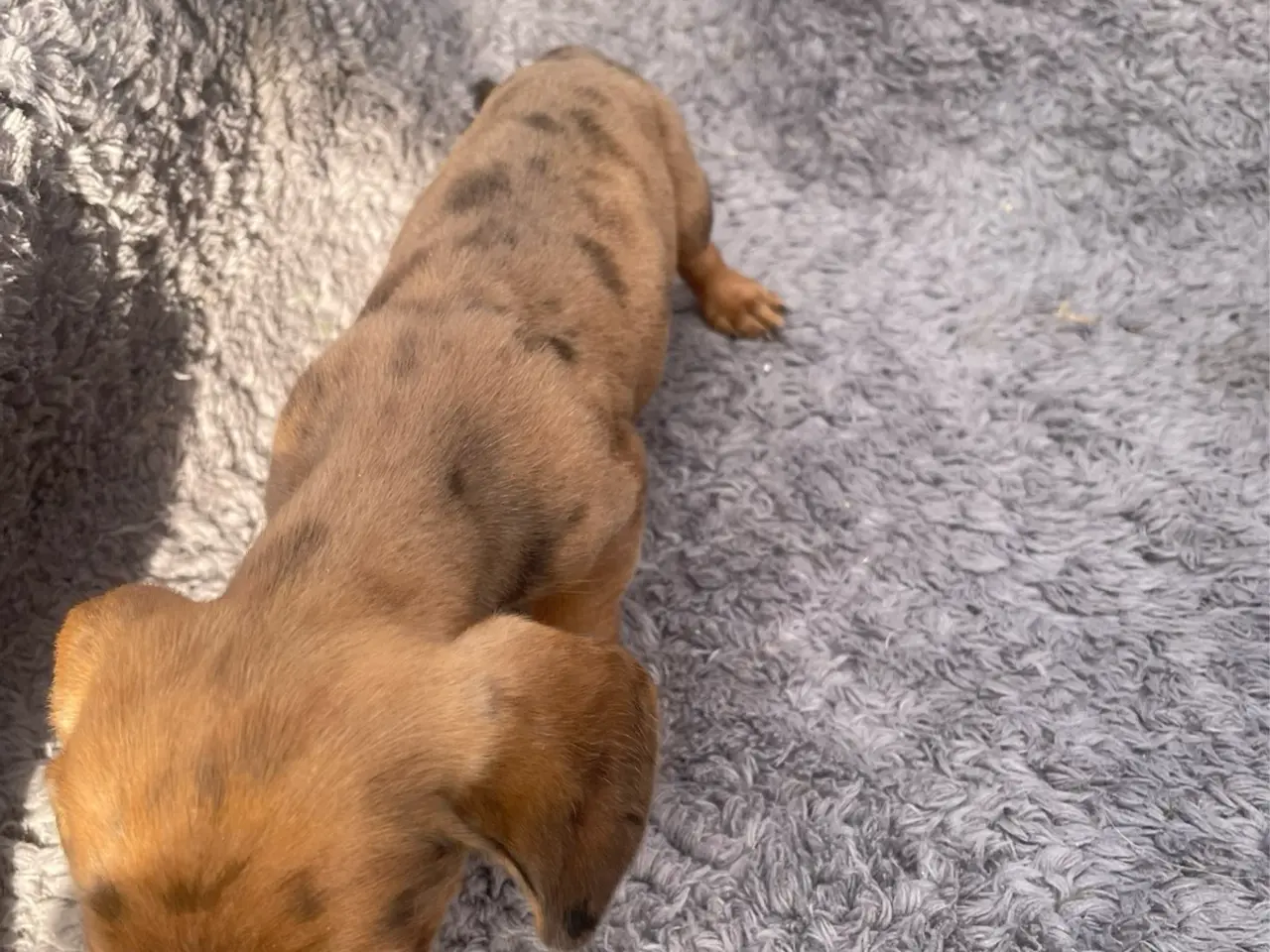 Billede 4 - Dværg Gravhund Hvalp