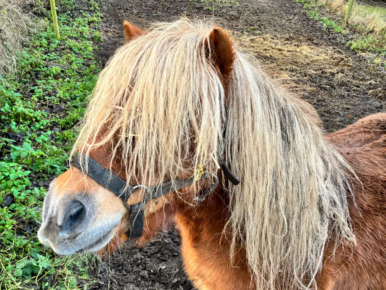 Billede 2 - Hingst Sælges