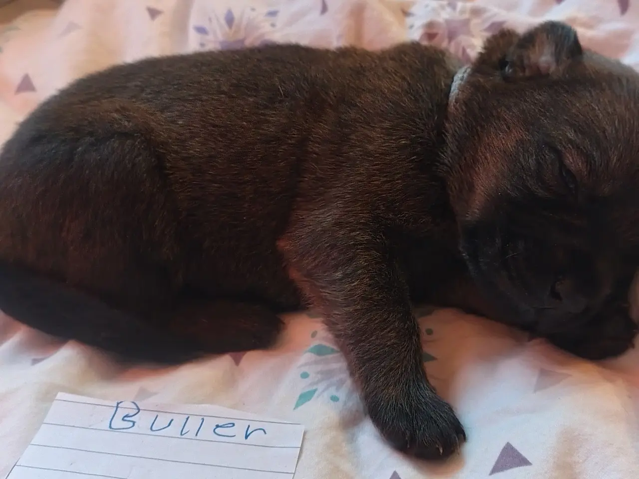 Billede 7 - Schæfer/boxer blandingshvalpe