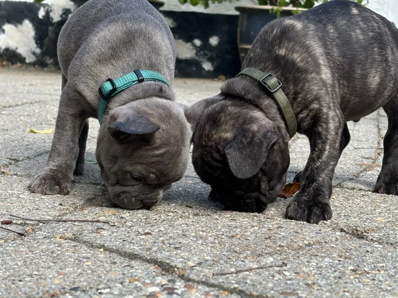Billede 7 - Fransk Bulldog hvalpe