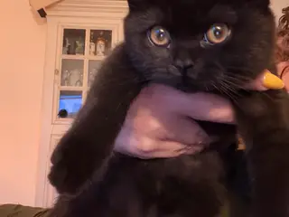 Skønne British shorthair/scottish fold killinger