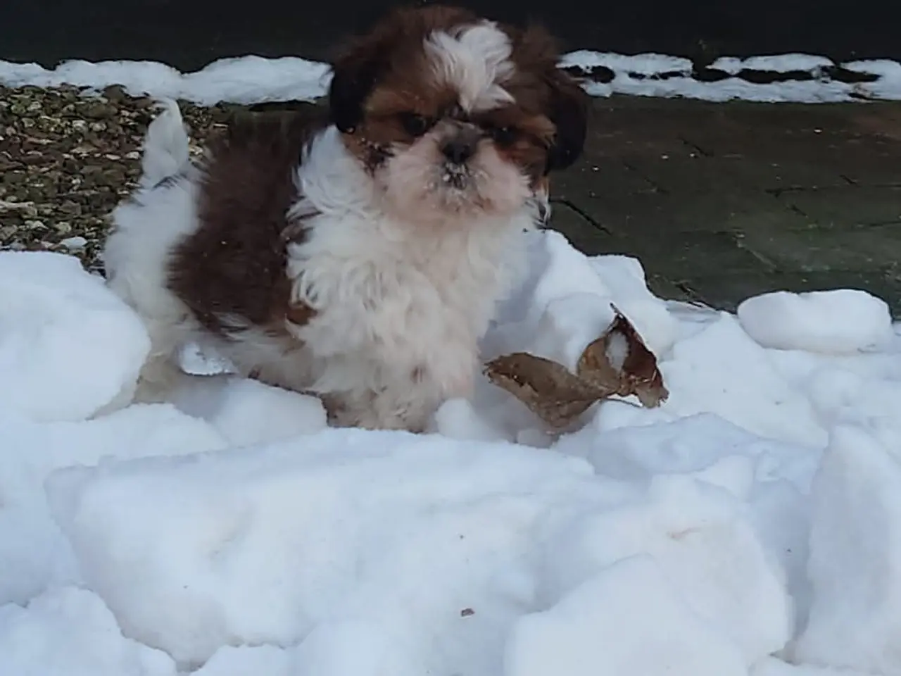 Billede 3 - Årets bedste julegave, ægte Shih Tzu