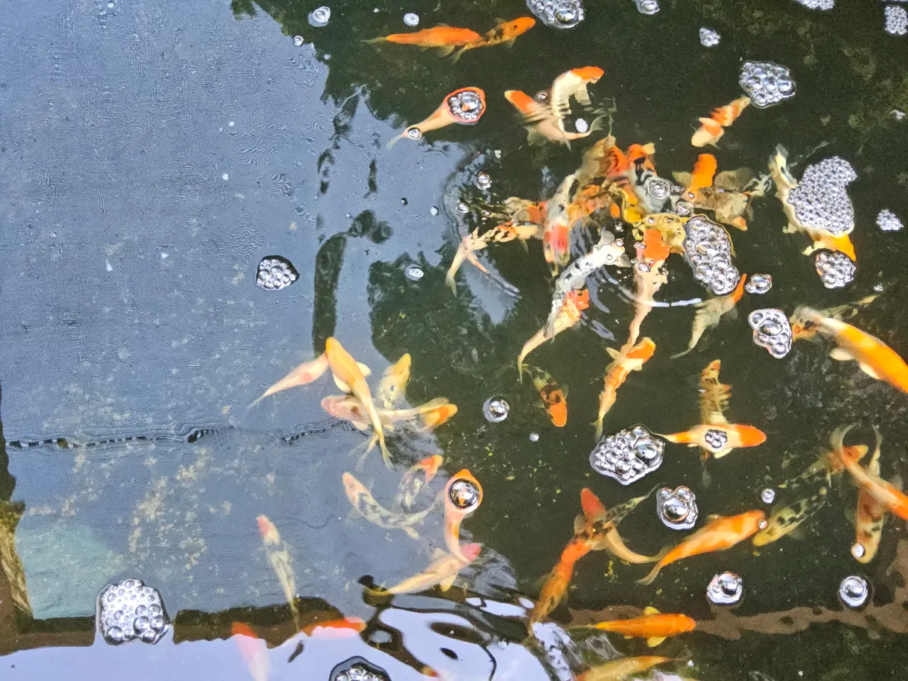 Billede 1 - Flotte Koi