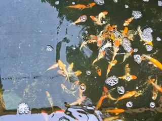 Flotte Koi 