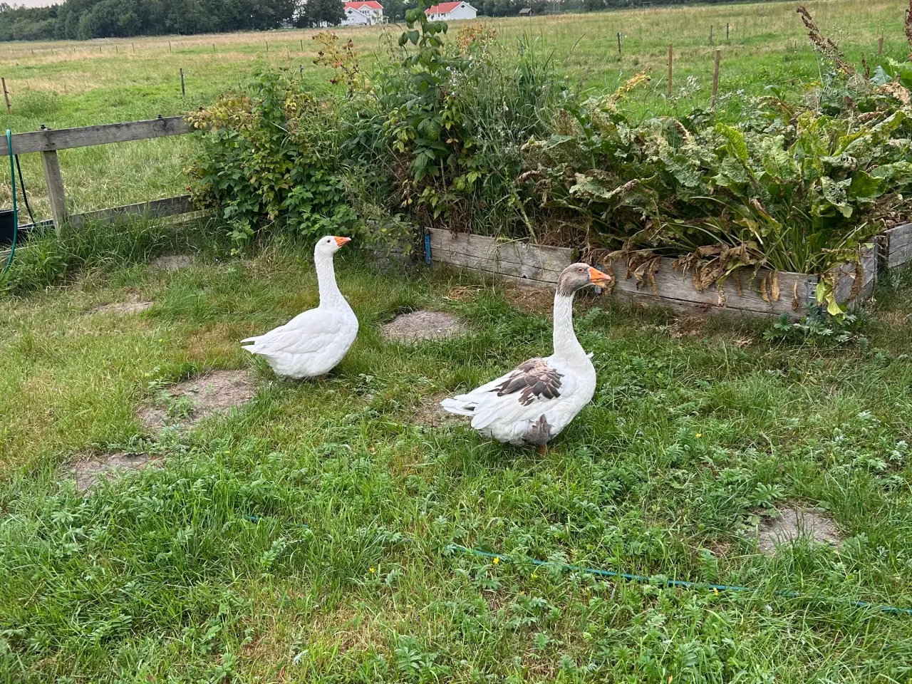 Billede 1 - Gåse par