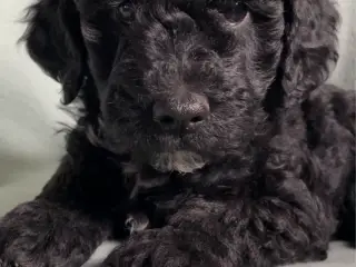 Cavapoo f1b