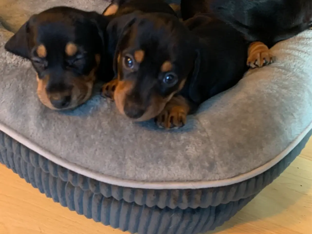 Billede 5 - 3 små miniature - dachshund- hvalpe