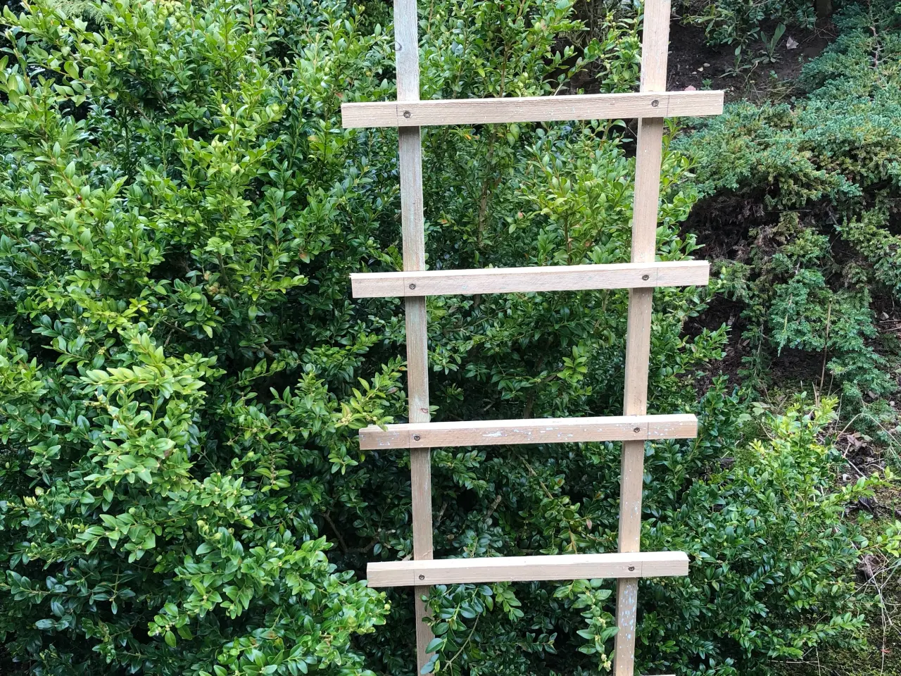Billede 1 - Espalier