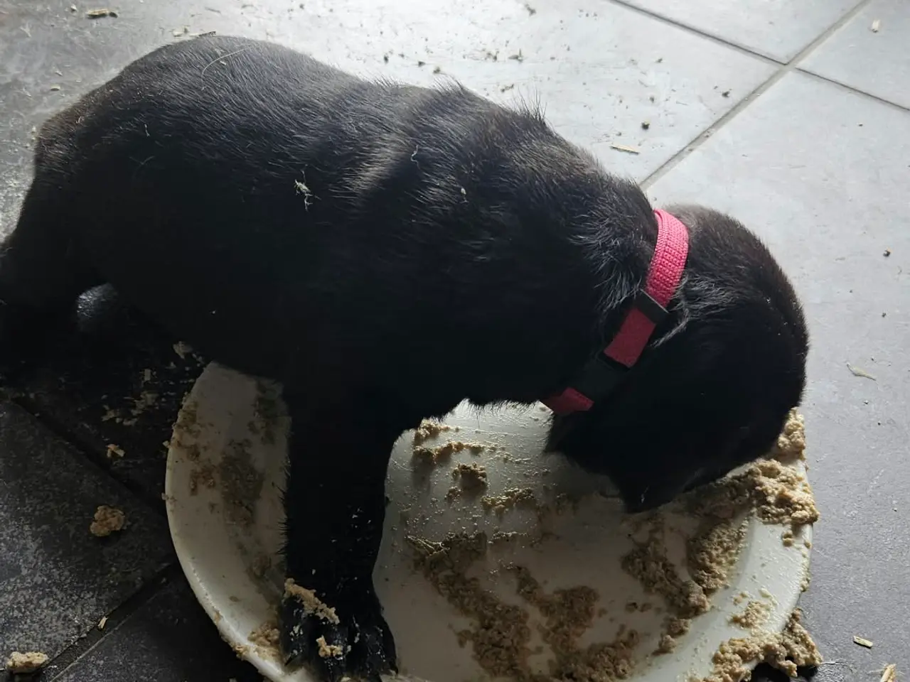 Billede 11 - Cane Corso