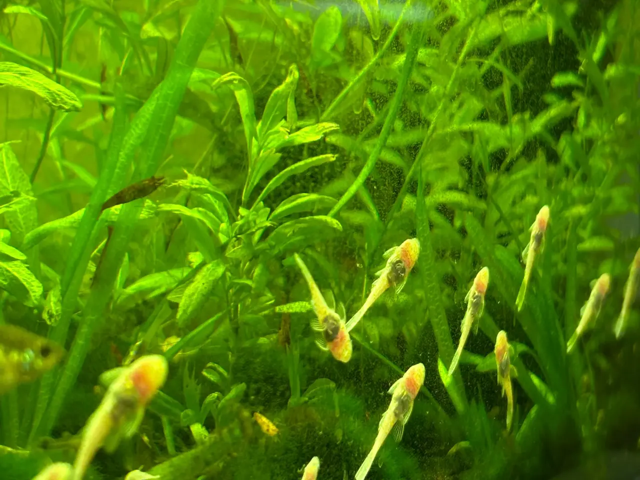 Billede 2 - ❄️🐟 Snow White Ancistrus – flotte hvide maller