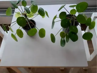 Pilea stueplanter