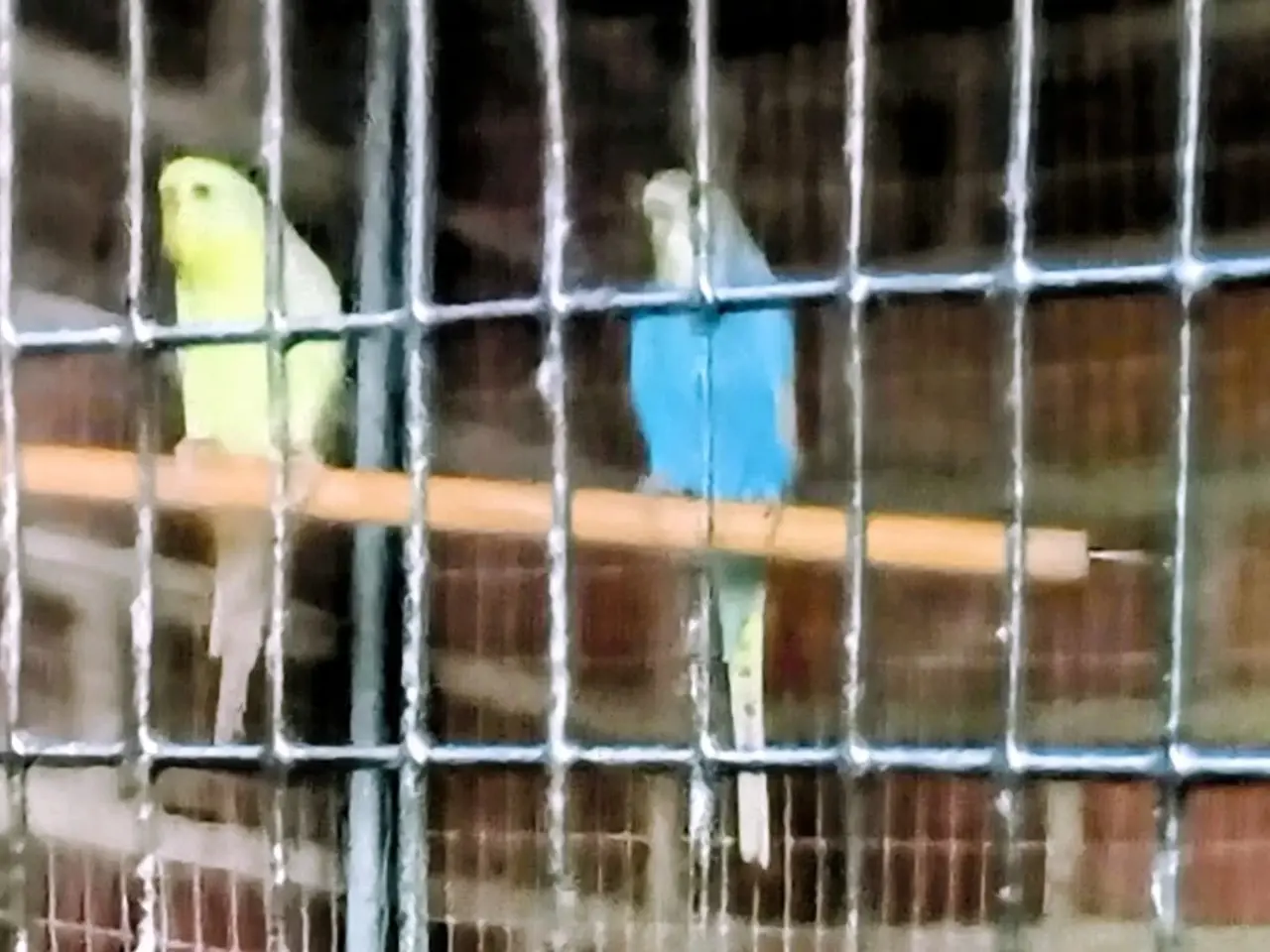 Billede 2 - Zebrafinke og undulater