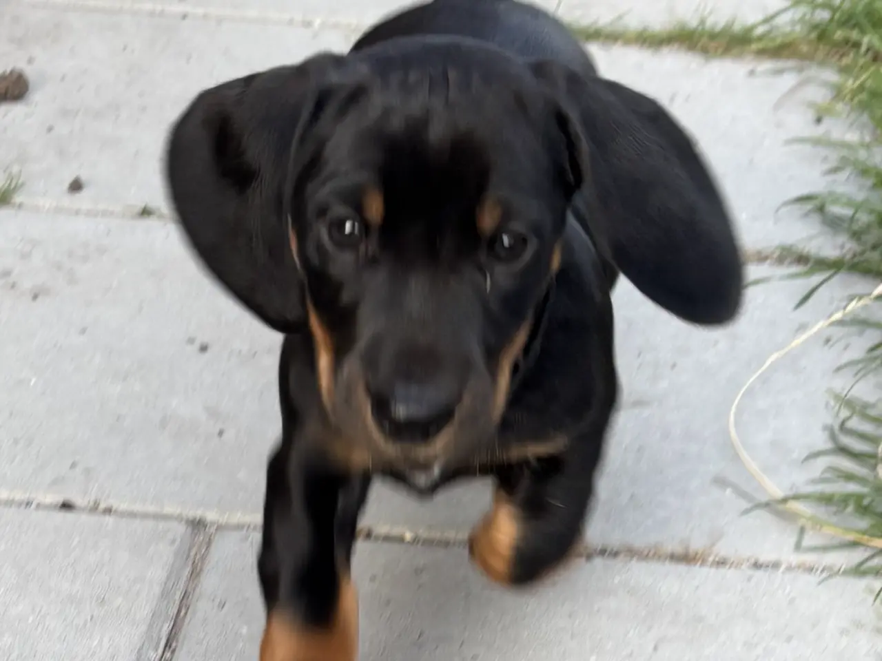 Billede 6 - Gravhund standart