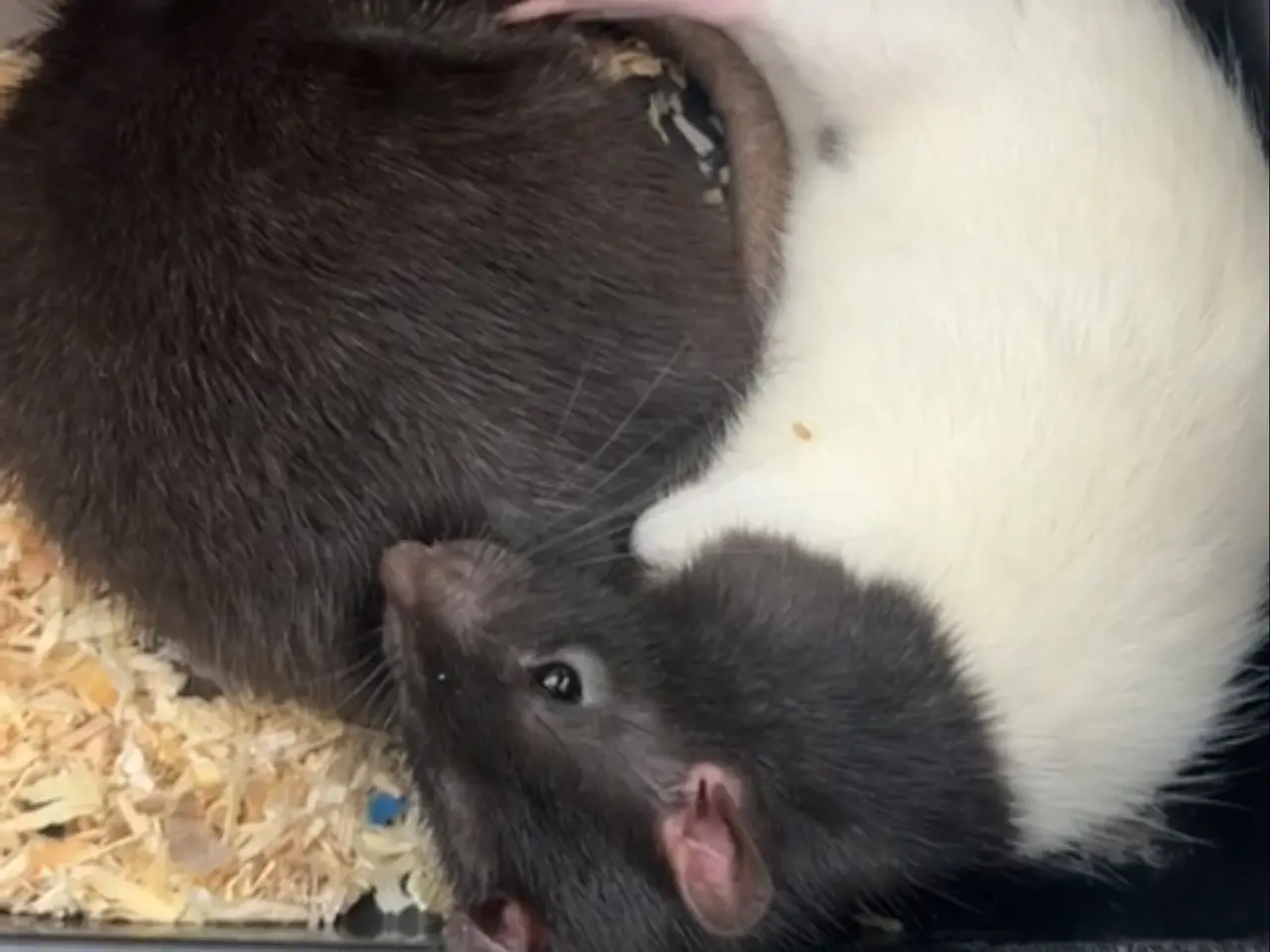 Billede 1 - Kælderotter søger nyt hjem